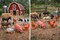 Farm Animals 12-Pack 3"–5" – Assorted Plastic Barnyard Animal Figures for Kids Play, Classroom & Party Favors